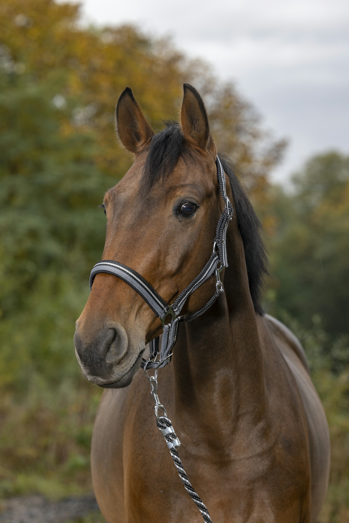 NORTON Brilliant Grimma + Grimskaft Röd/Navy/Silver (Ponny)