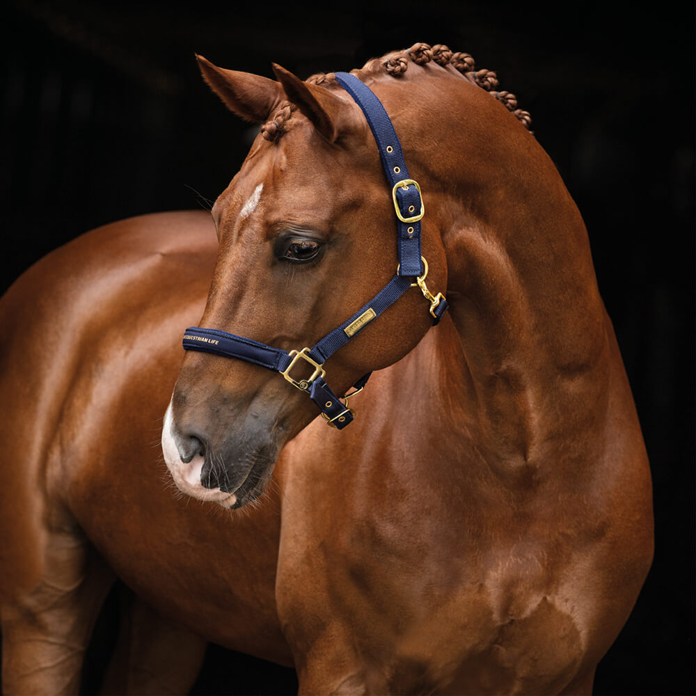 Hansbo Sport Grimma EQUESTRIAN LIFE Marin P, Cob