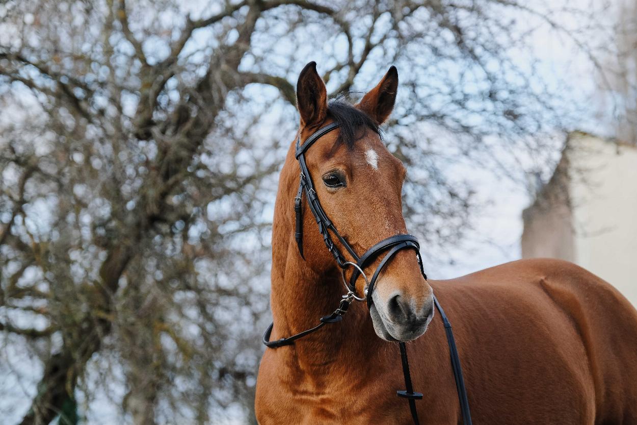 Norton Training Träns Svart (Shetland)