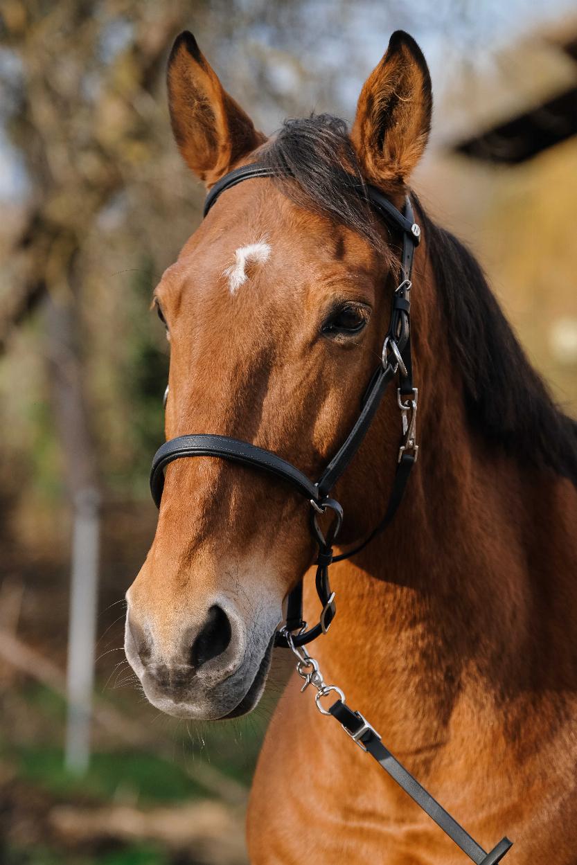 Norton Training Träns/Grimma Svart (Cob)