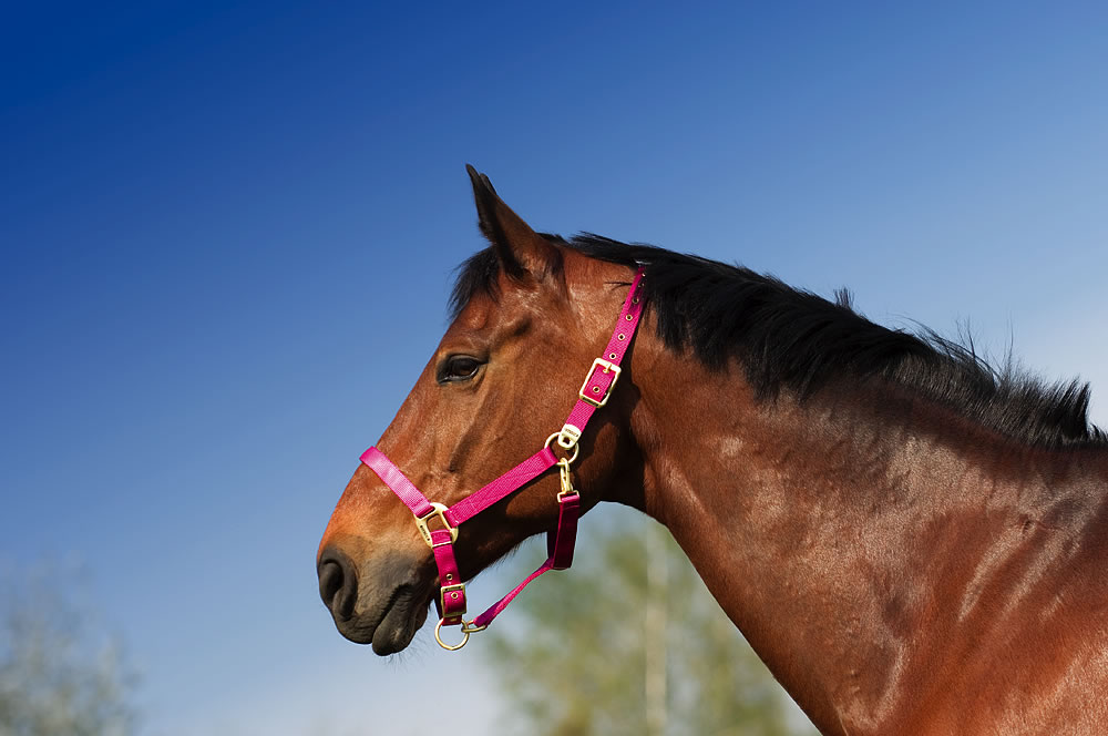 EQUITHEME Nylongrimma Fuchsia - Full size