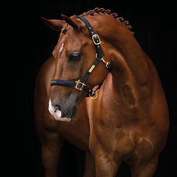 Hansbo Sport Grimma EQUESTRIAN LIFE Svart P, Ponny