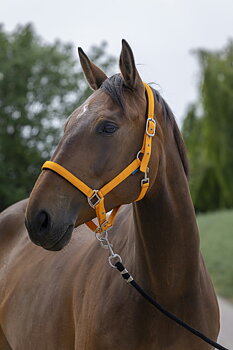 NORTON 'Satine' Grimma Orange, Cob