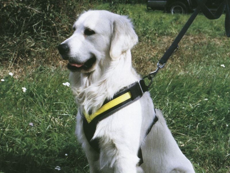 MIMAllsafe Crash-tested Car Harness, M - 4