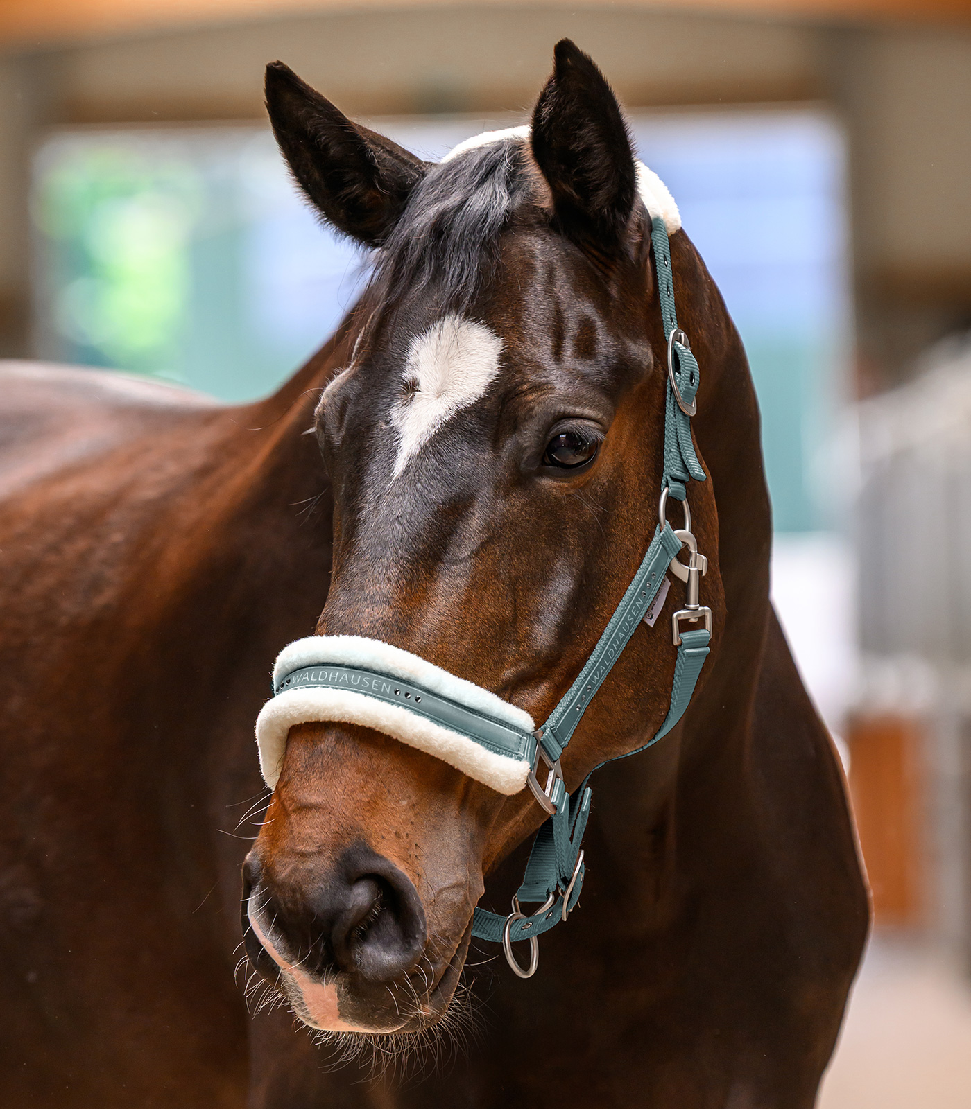Waldhausen Elegant halter - pine green - 2