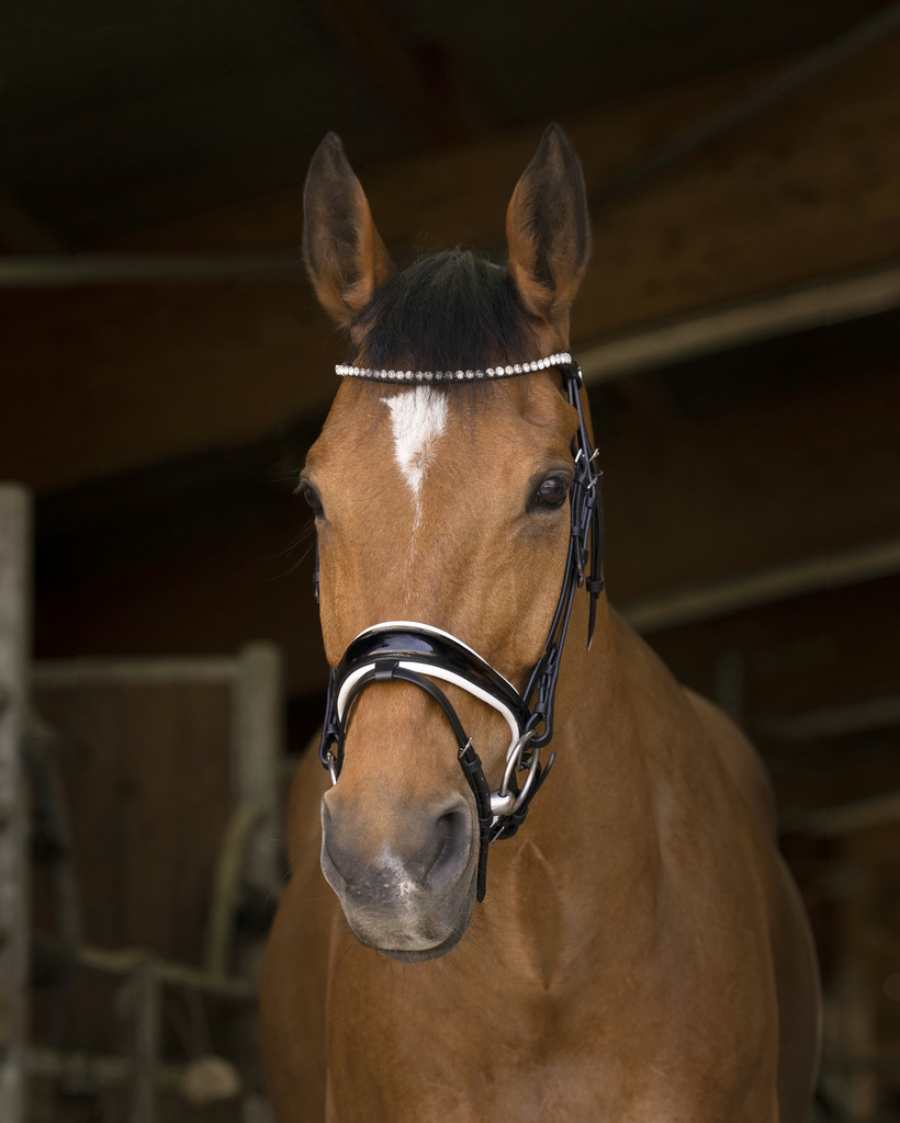 NORTON PRO Bella Träns Svart (Cob)