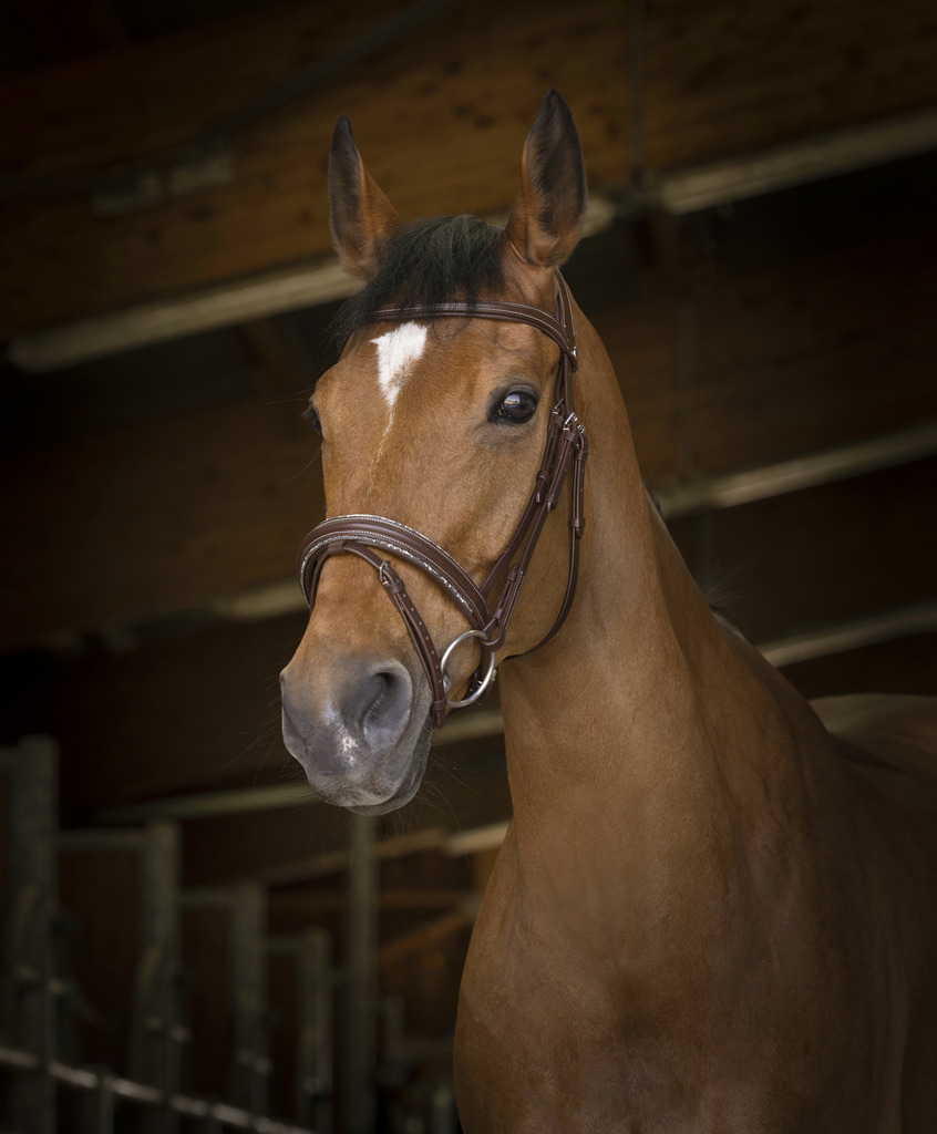NORTON PRO Rock Träns Havana (Cob)