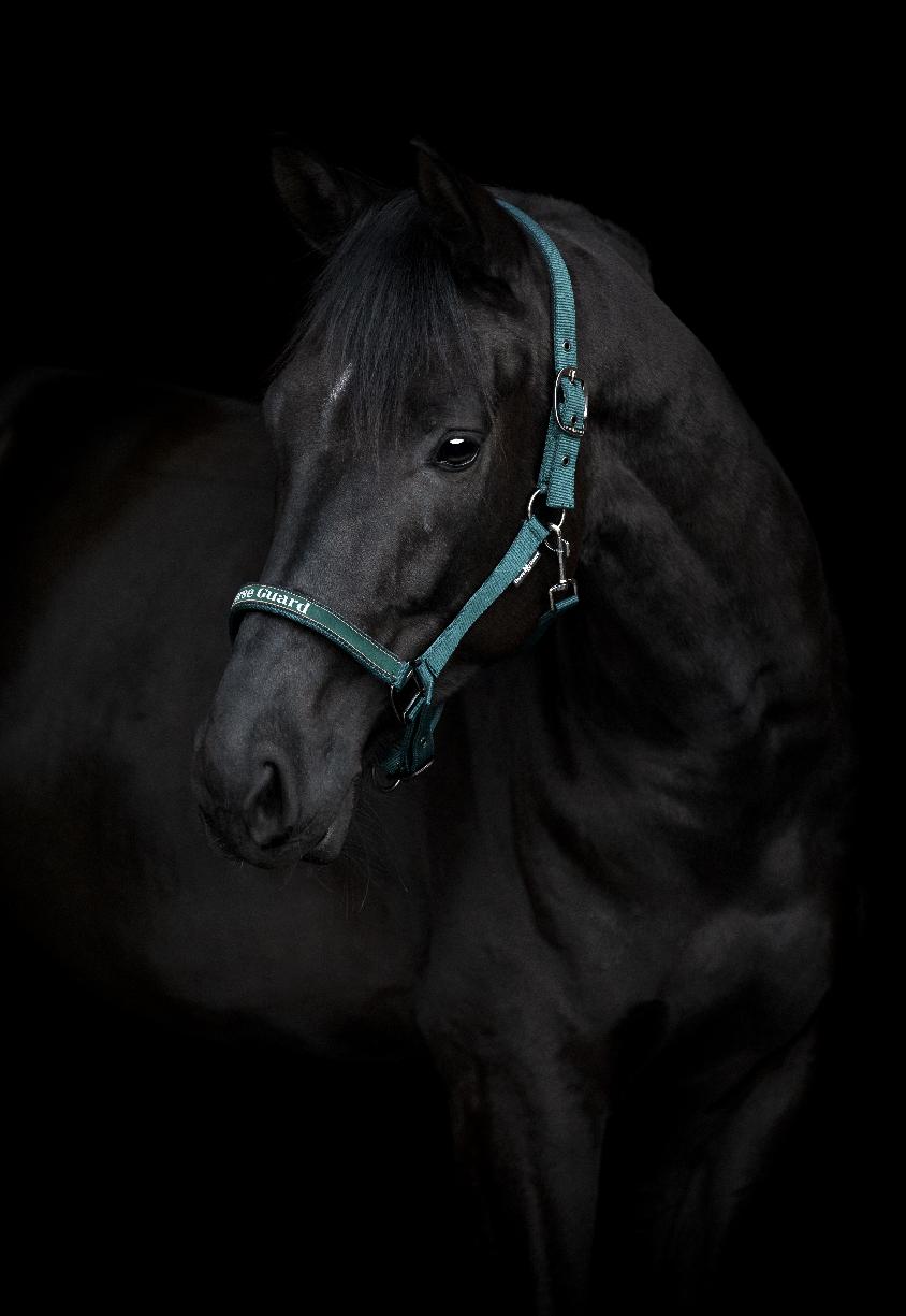 HorseGuard Sandra Grimma Darkest Spruce (SHETLAND)