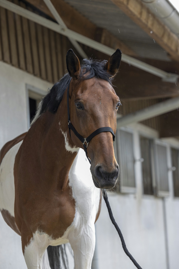 RIDING WORLD Club Grimma + lead rope Röd, Shetland