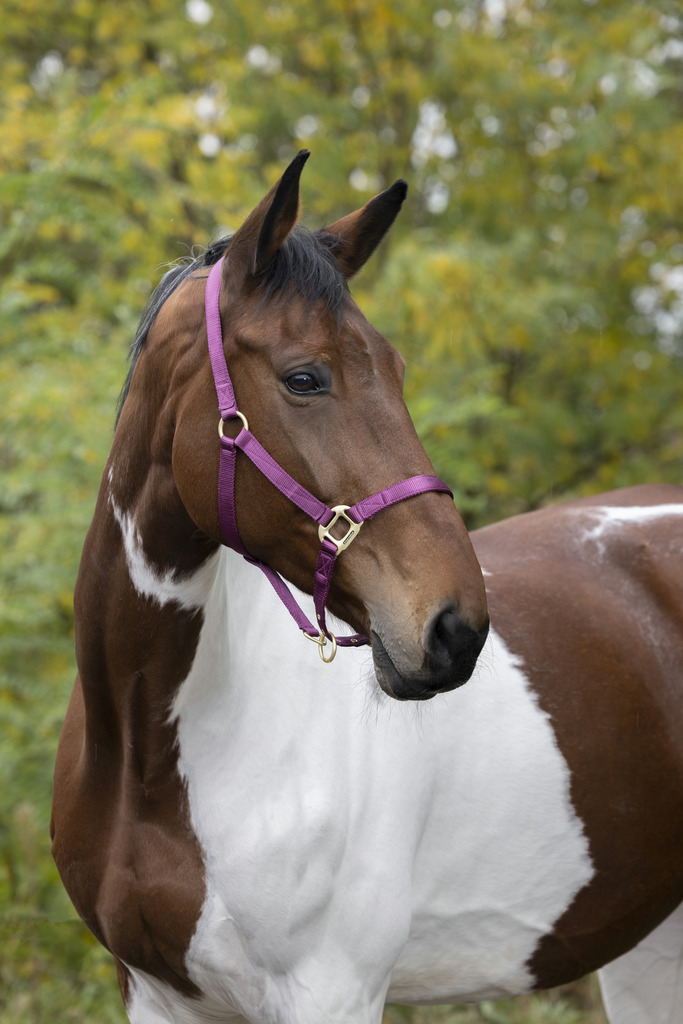 EQUITHEME Nylonriimu Burgundy, Full - 3