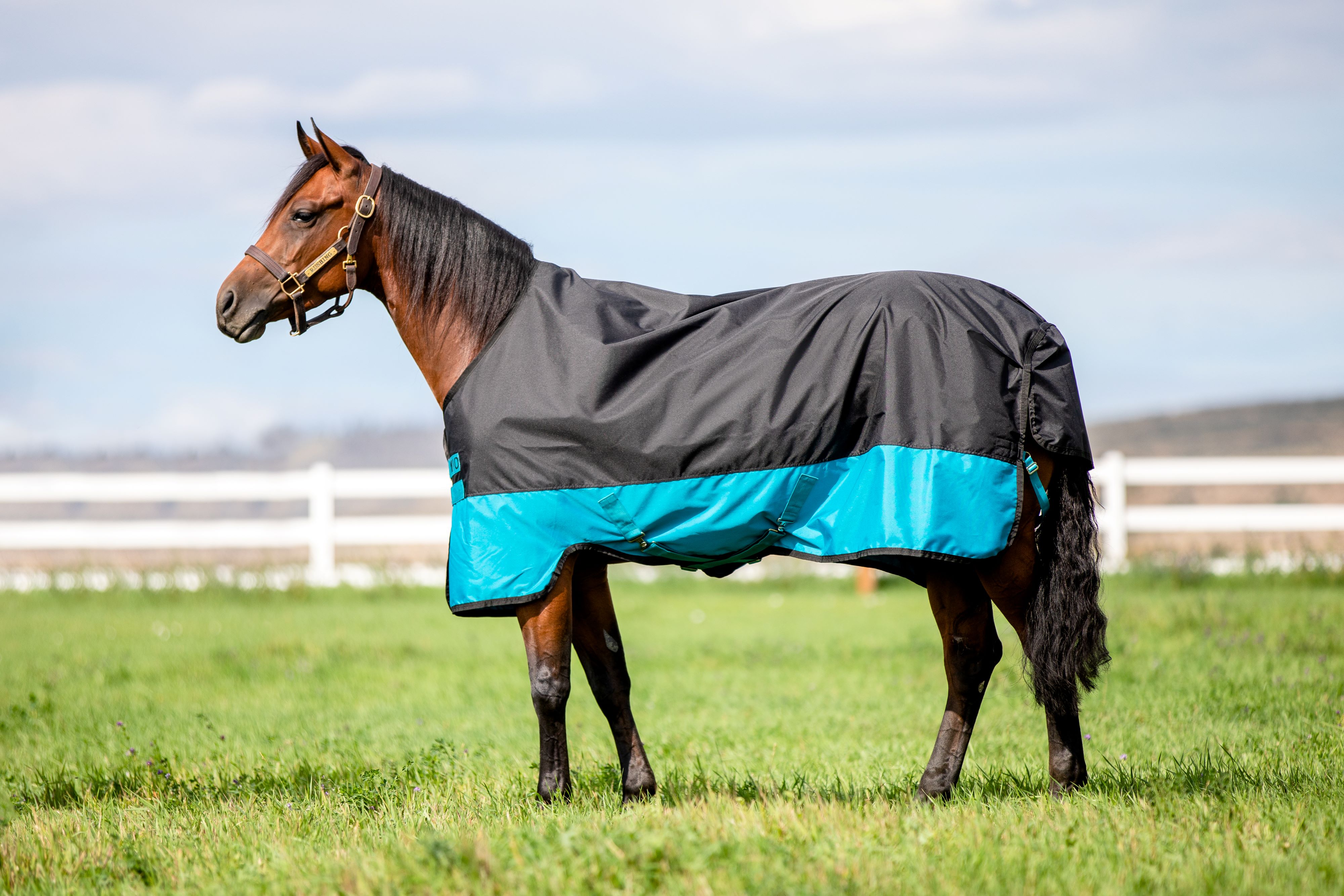 Horseware Mio Lite 0 g Outdoor Blanket Pony - Turquoise/Black & Black, 3'9 - 75 cm - only this copy
