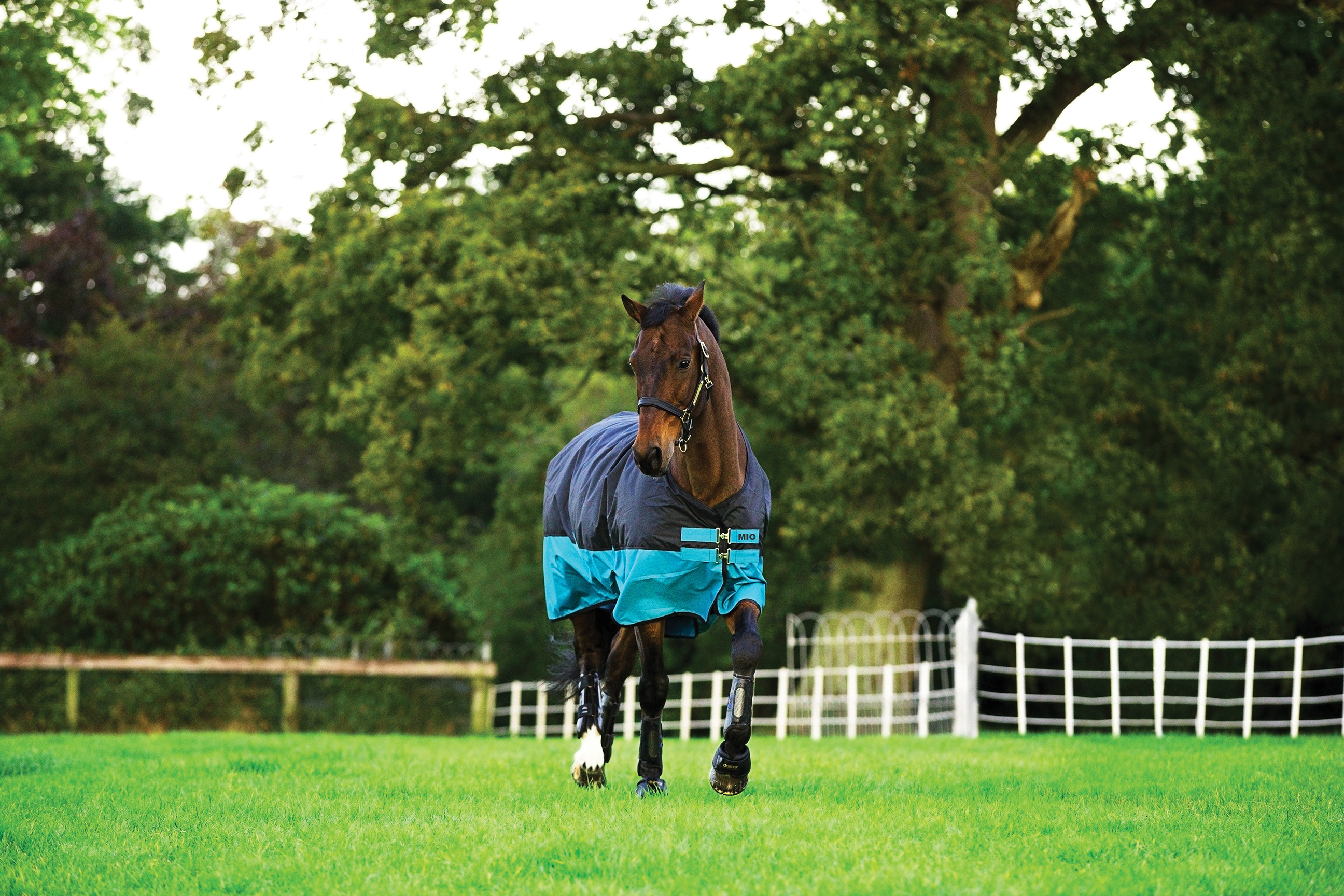 Horseware Mio Lite 0 g Outdoor Blanket Pony - Turquoise/Black & Black, 3'9 - 75 cm - only this copy - 2