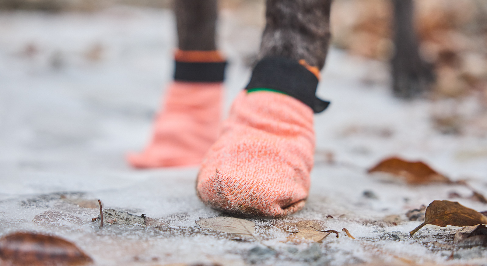 Non-Stop Dogwear Light Socks - Orange , XL - 2