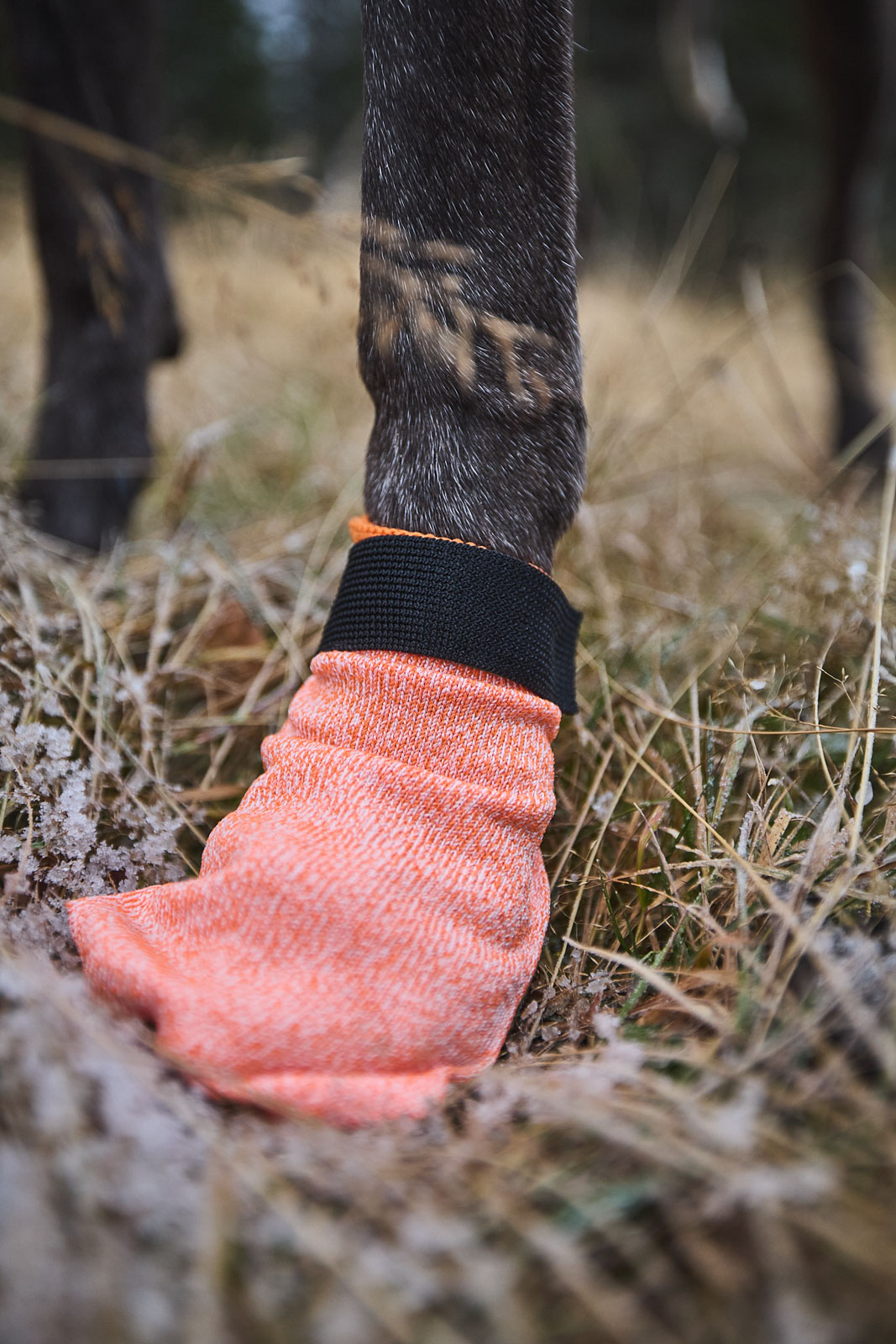 Non-Stop Dogwear Light Socks - Orange , XL - 4