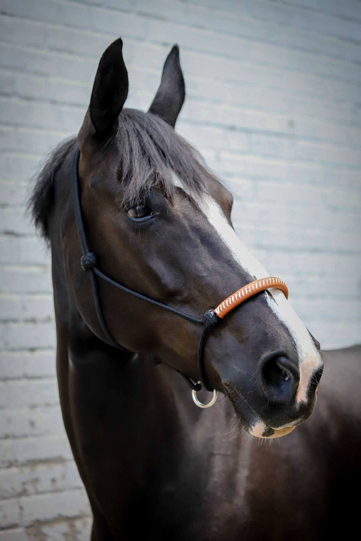 Pénélope American Rope Halter Black - 3