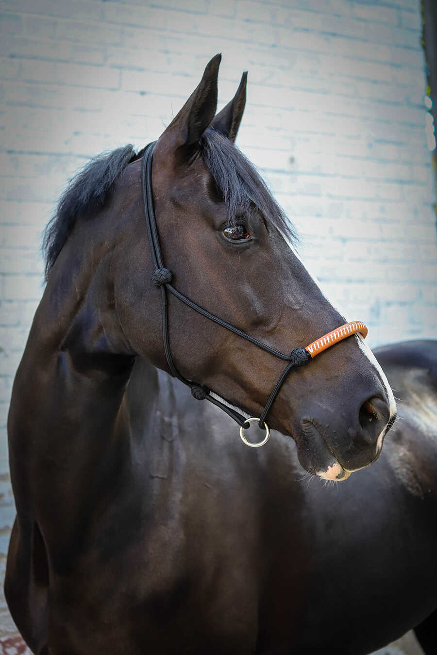 Pénélope American Rope Halter Black - 4