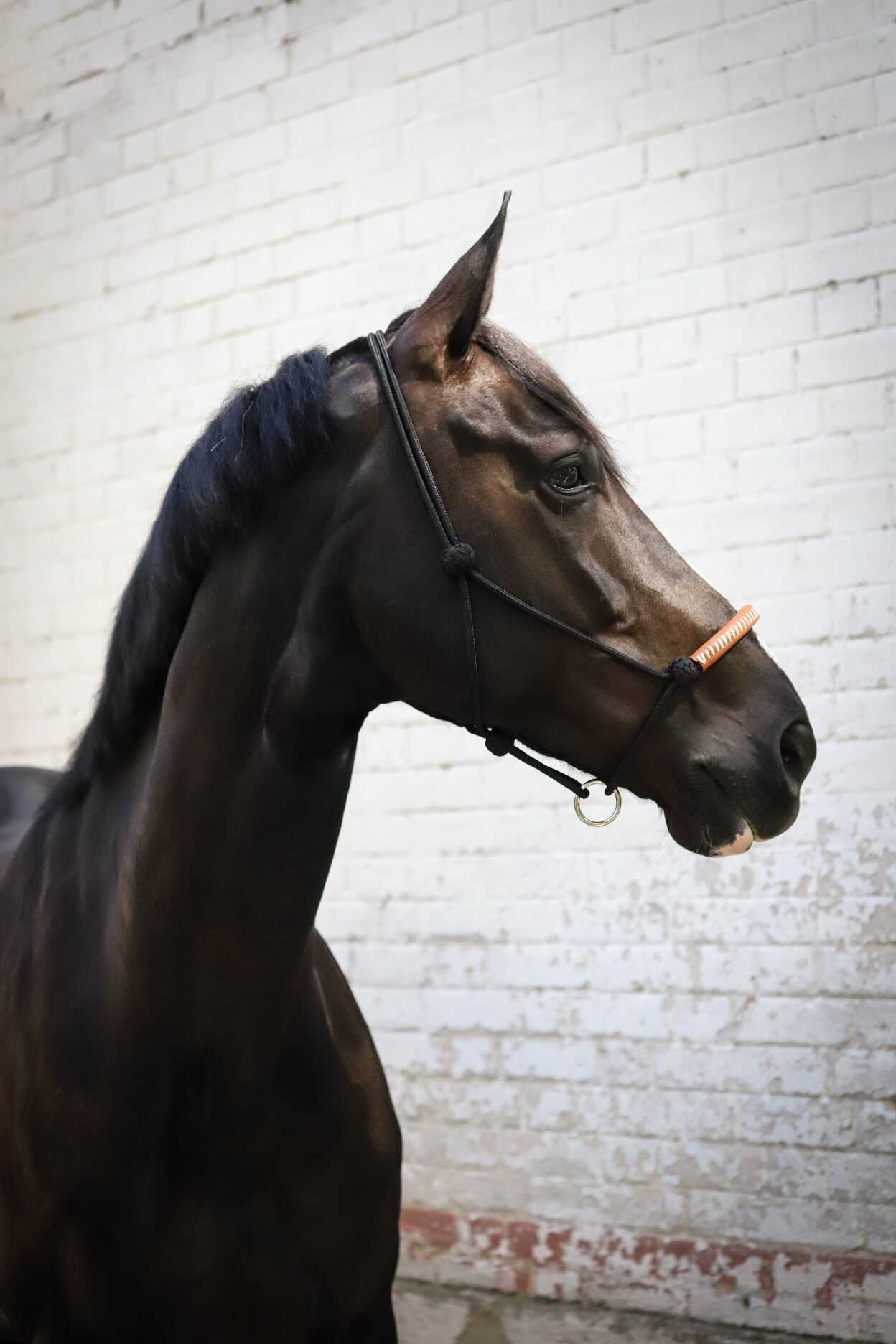 Pénélope American Rope Halter Black - 7