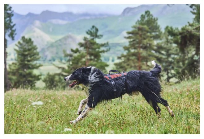 Non-Stop Dogwear Rock Valjaat Long, XS - 3