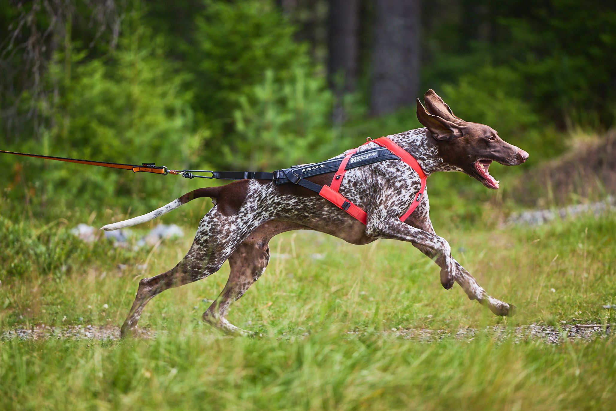 Non-Stop Dogwear Freemotion Harness 5.0 Vetovaljaat - Harmaa/Pinkki, 7 - 3