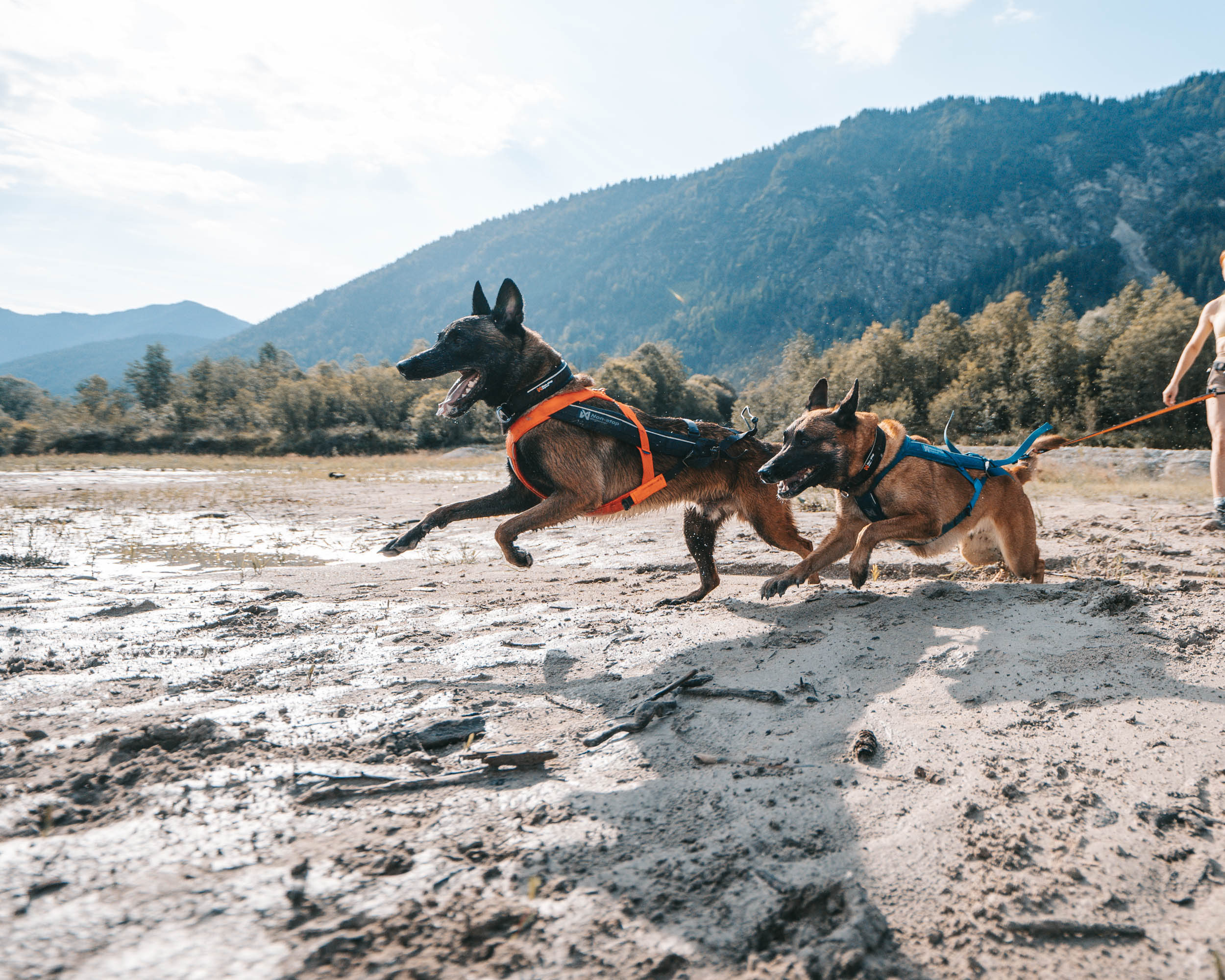Non-Stop Dogwear Freemotion Harness 5.0 - Orange/Black , 6 - 9