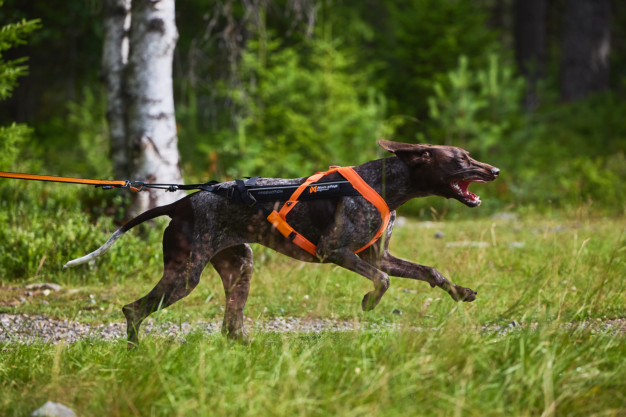 Non-Stop Dogwear Freemotion Valjaat 5.0 - Oranssi/Musta, 5 - 6