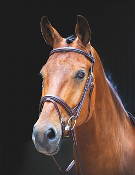 Shires Salisbury Bodenham Suitset - Ruskeat