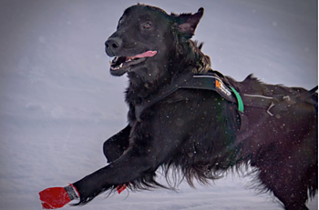 Non-stop Dogwear Freemotion sele, 1