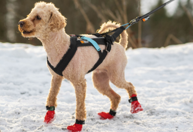 Non-stop Dogwear Freemotion Harness, 1 - 7