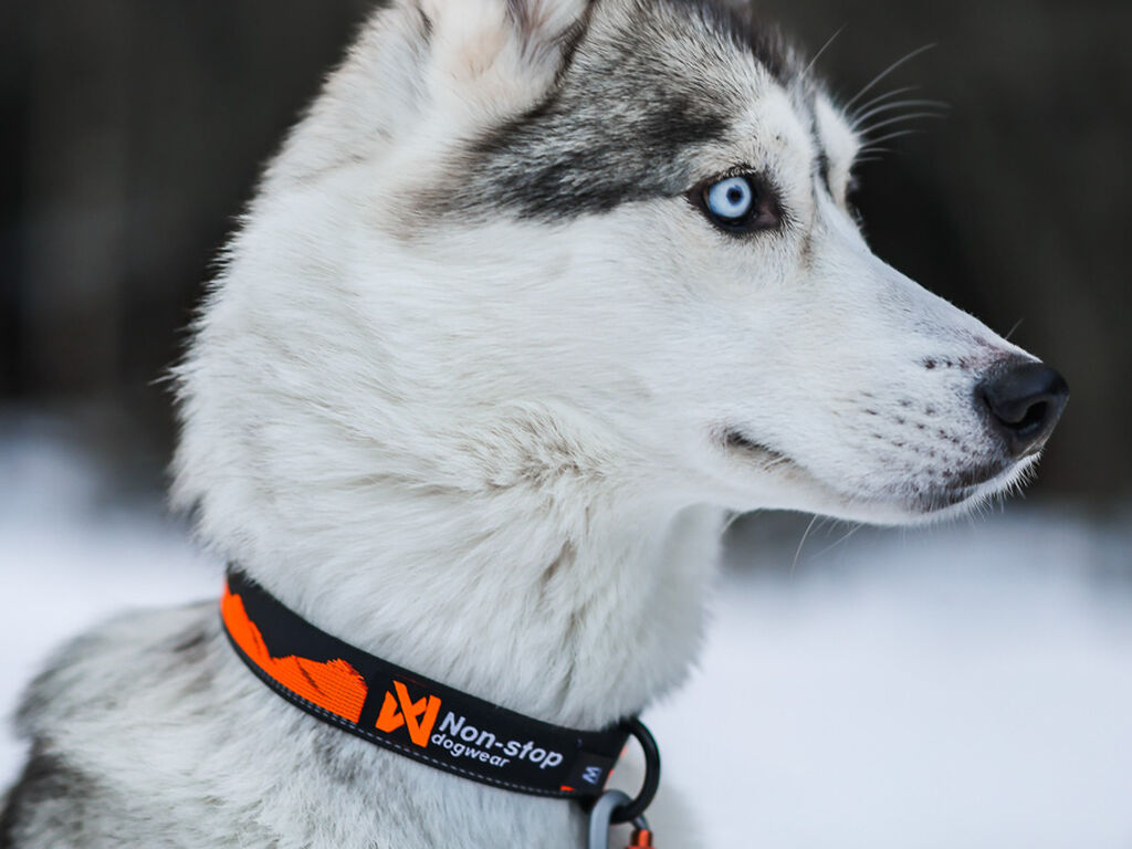 Non-Stop Dogwear Trail Quest Kaulapanta - Sunset, L