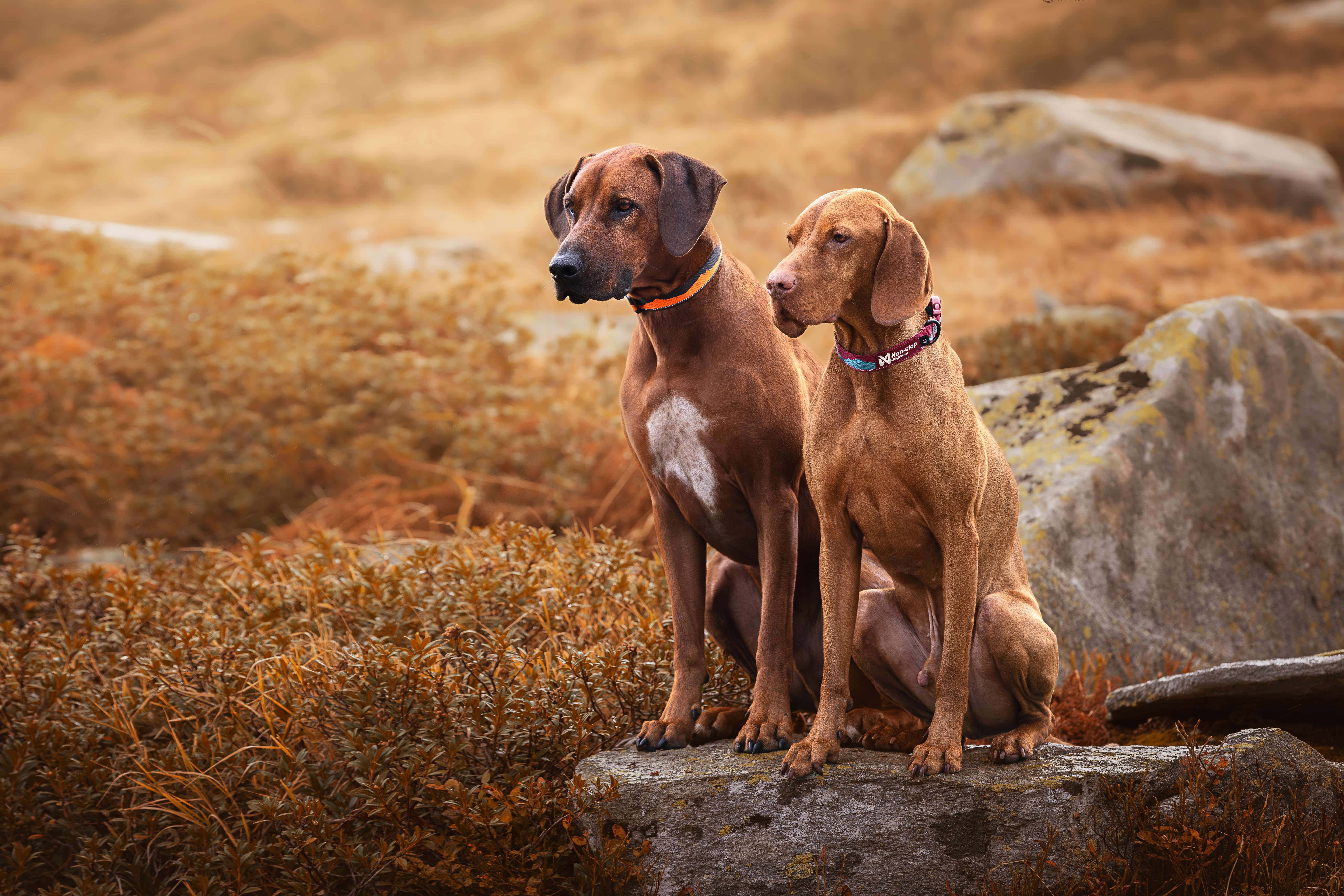 Non-Stop Dogwear Trail Quest Kaulapanta - Sunset, L - 3