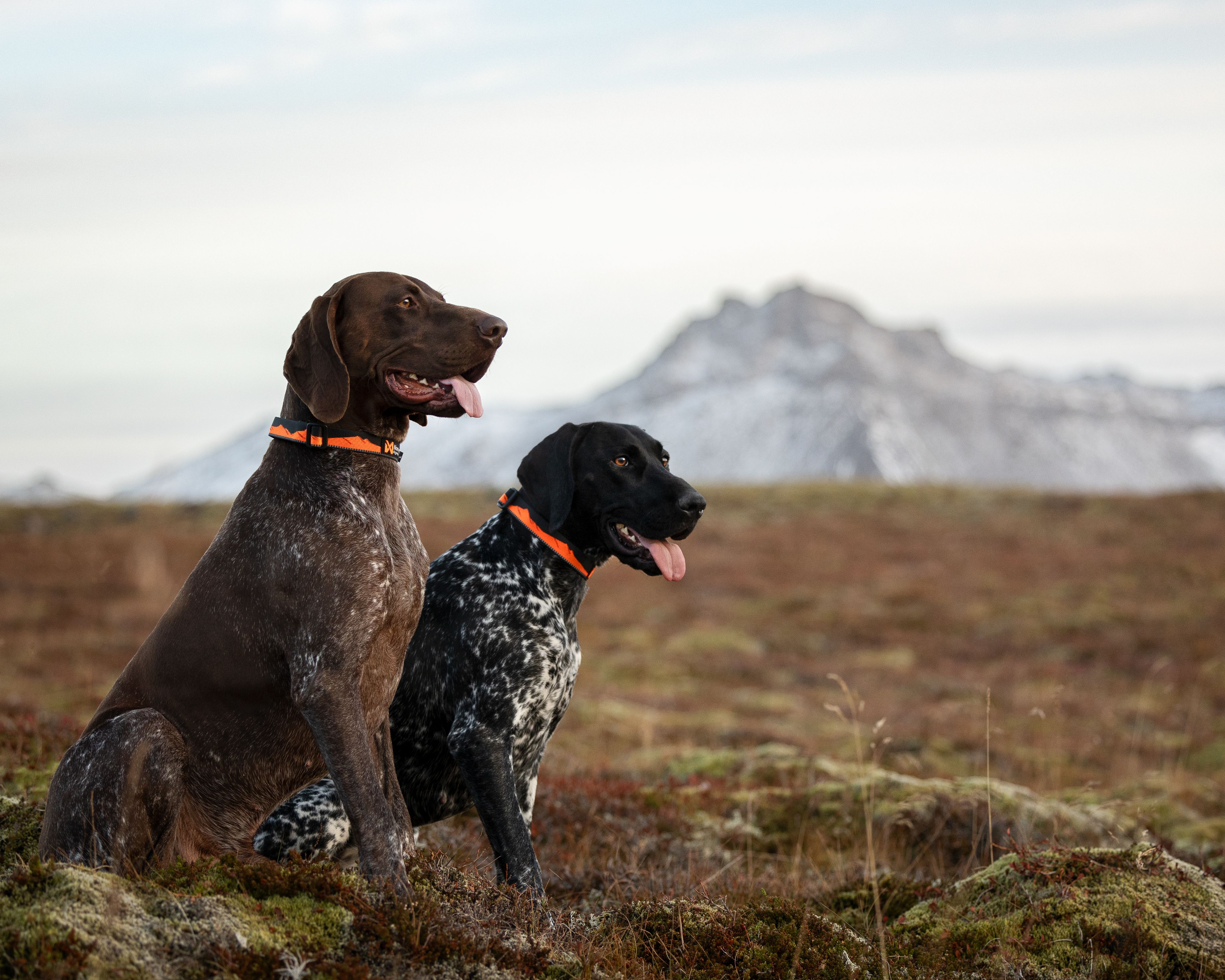 Non-Stop Dogwear Trail Quest Kaulapanta - Sunset, L - 2