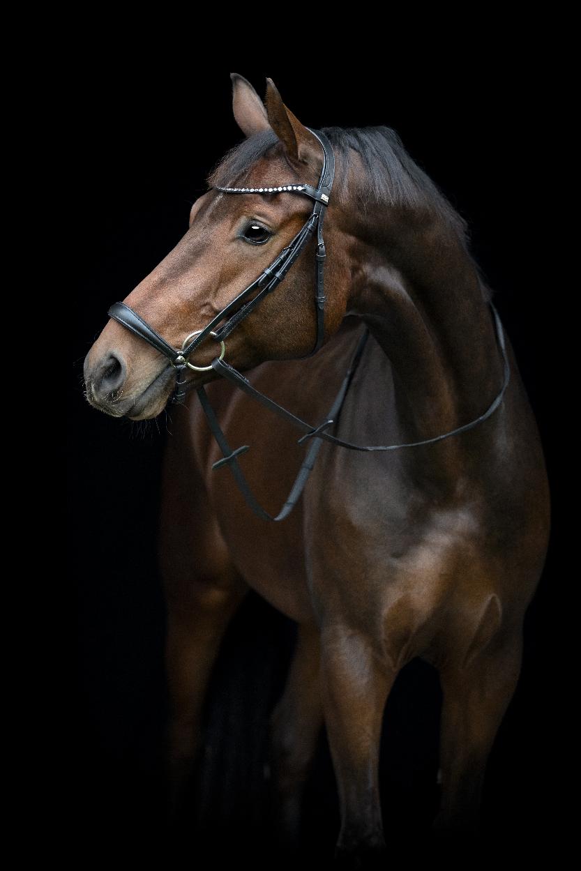 HorseGuard Cryll 25.2 Träns med Remontnosgrimma - Svart (Pony)