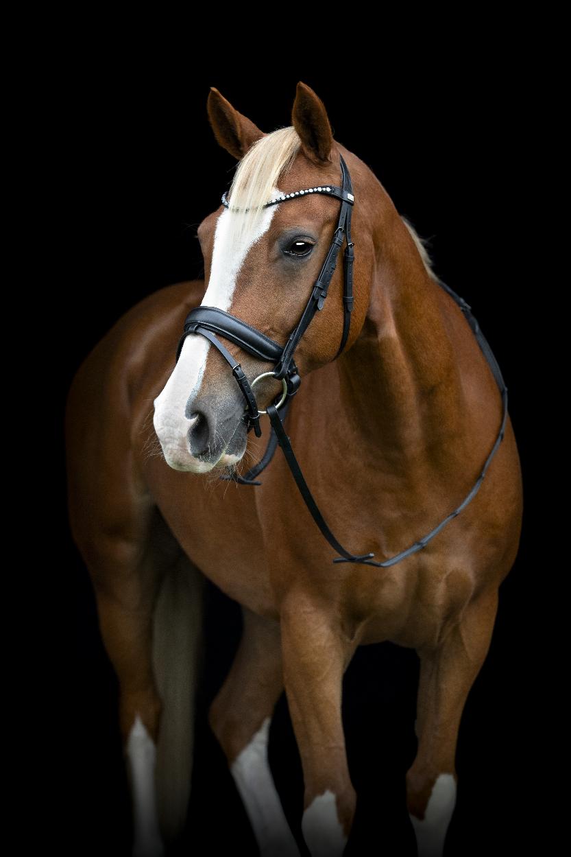 HorseGuard Cryll 25.2 Träns med Pullback Nosgrimma - Svart (Pony)