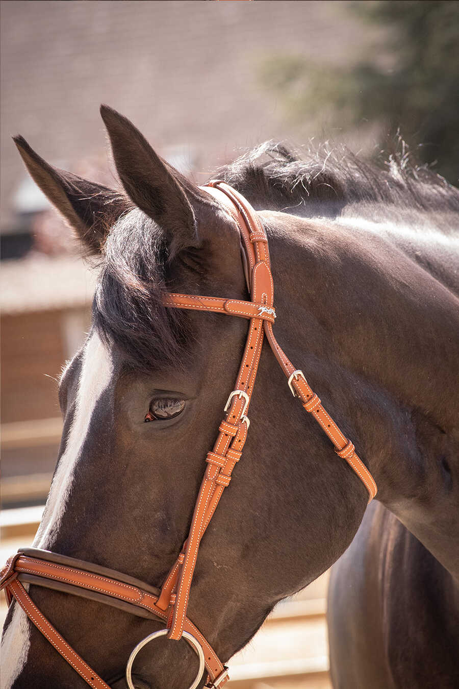 Penelope Elegance Träns Cognac - 2