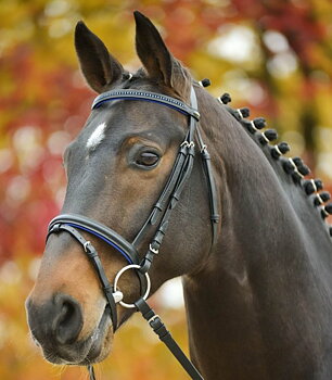 Waldhausen - Star Bridle Diamond Suitset - Sininen - Mini Shettis/ Shettis