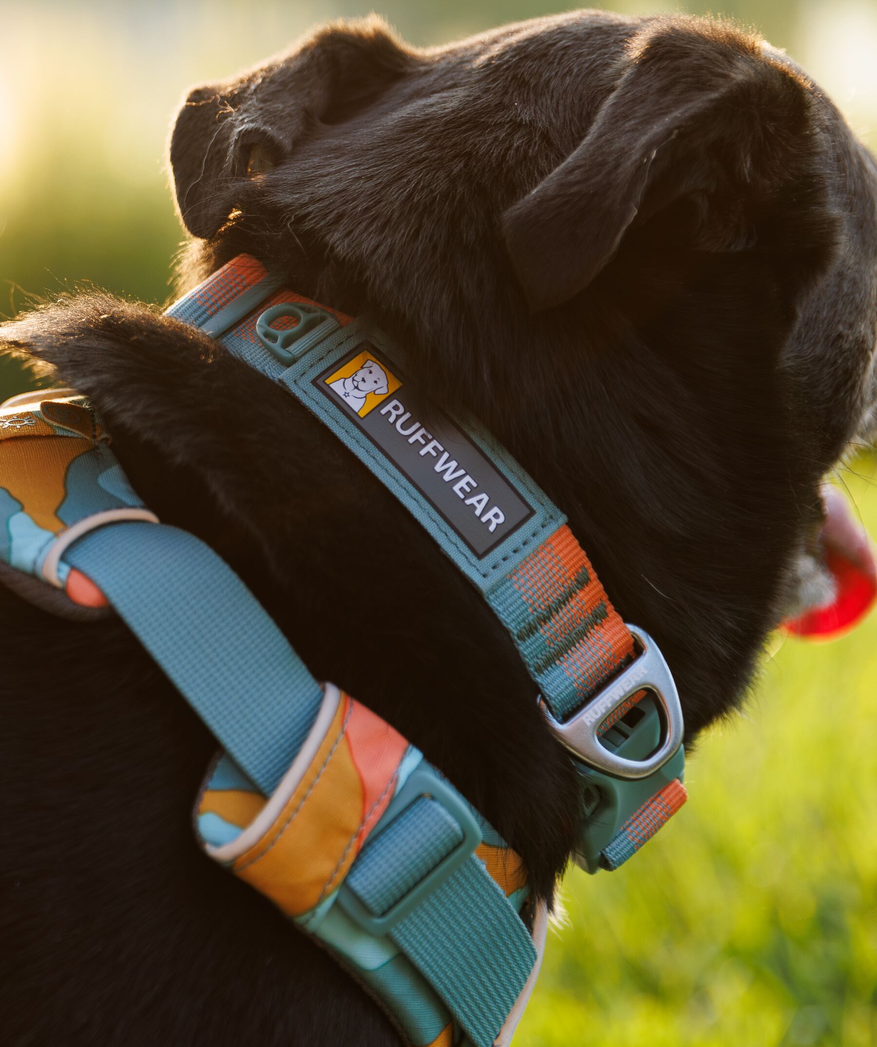 Ruffwear Front Range Collar - Basalt Gray - PETSTER
