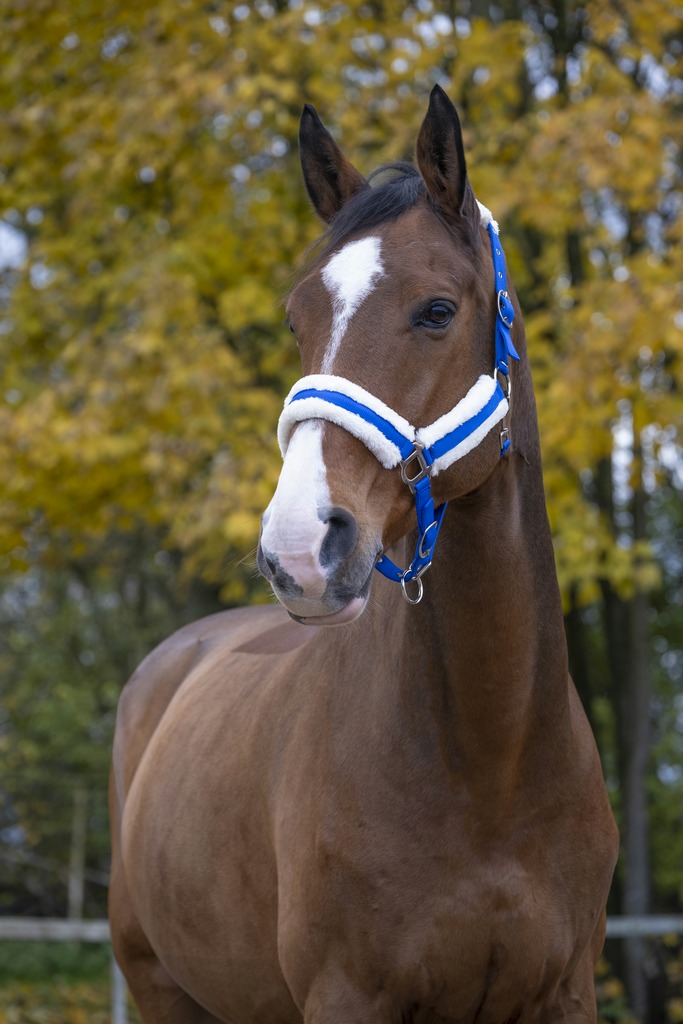 NORTON 'Comfort' Riimu Bright Blue, Silver, Shetland