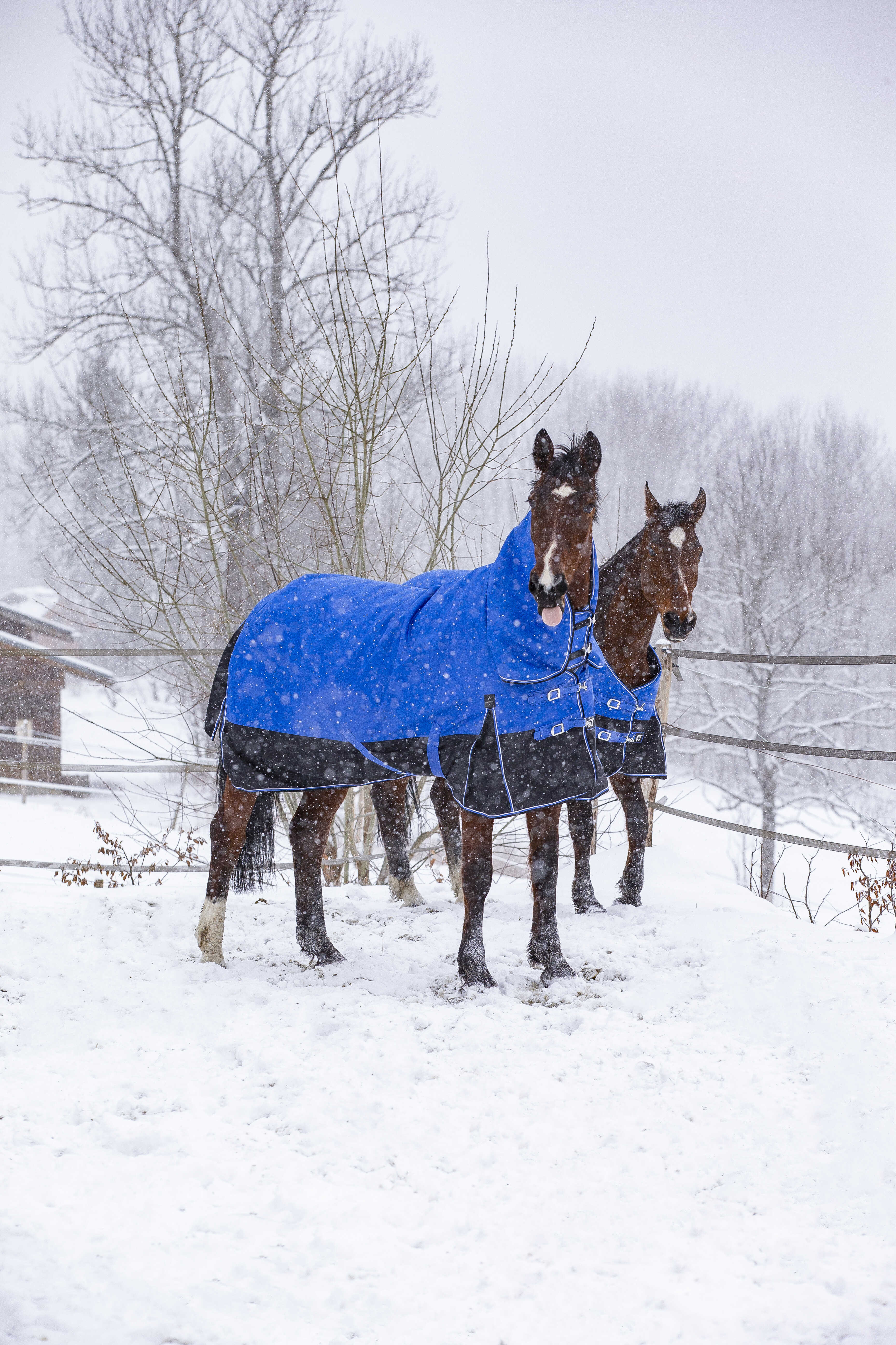 Equitheme Tyrex Aisance 1200 D High Neck Turnout Rug with Half Neck, 300 g Royal blue, 5'6 - 120 cm - 6