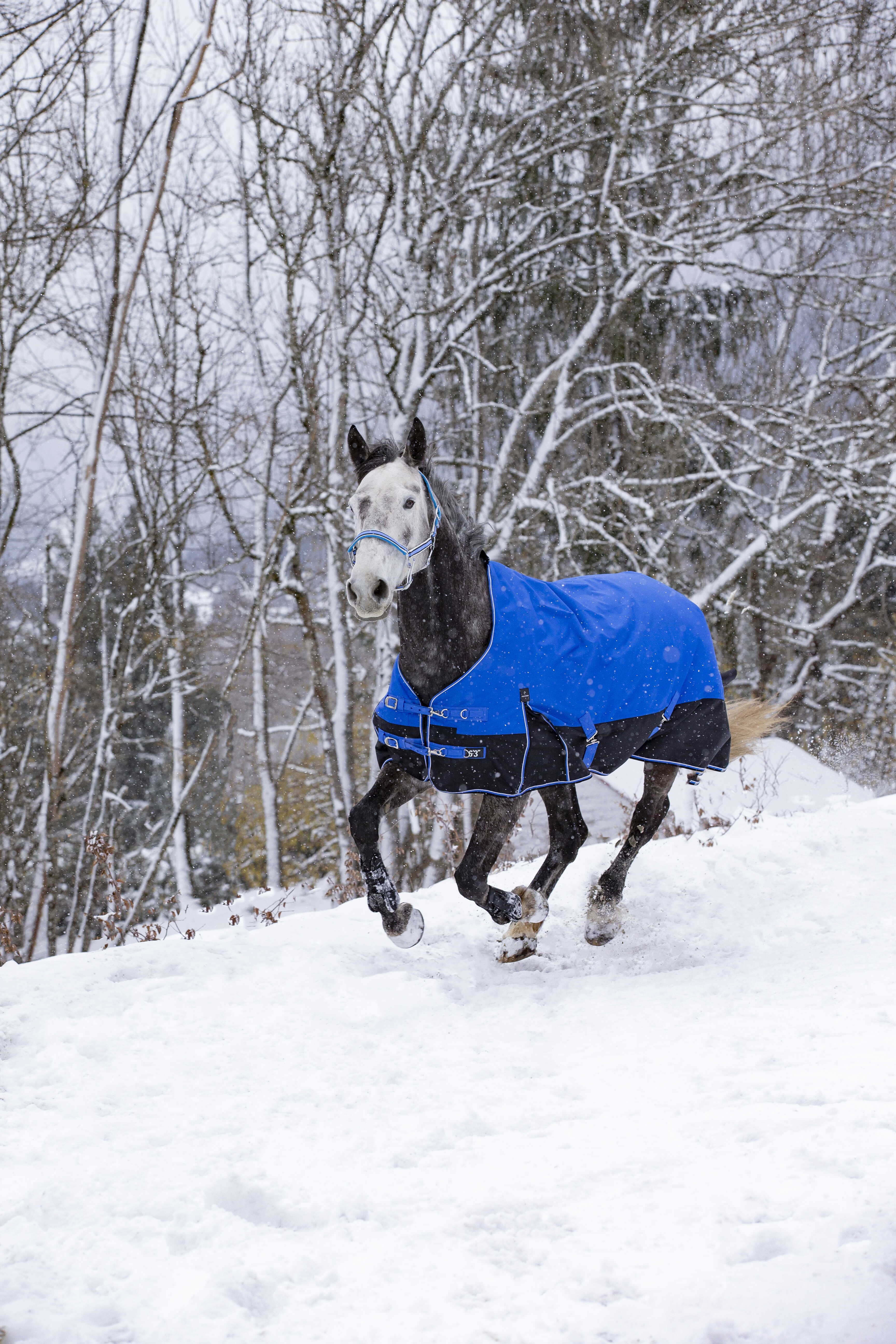 Equitheme Tyrex Aisance 1200 D High Neck Turnout Rug with Half Neck, 300 g Royal blue, 5'6 - 120 cm - 4