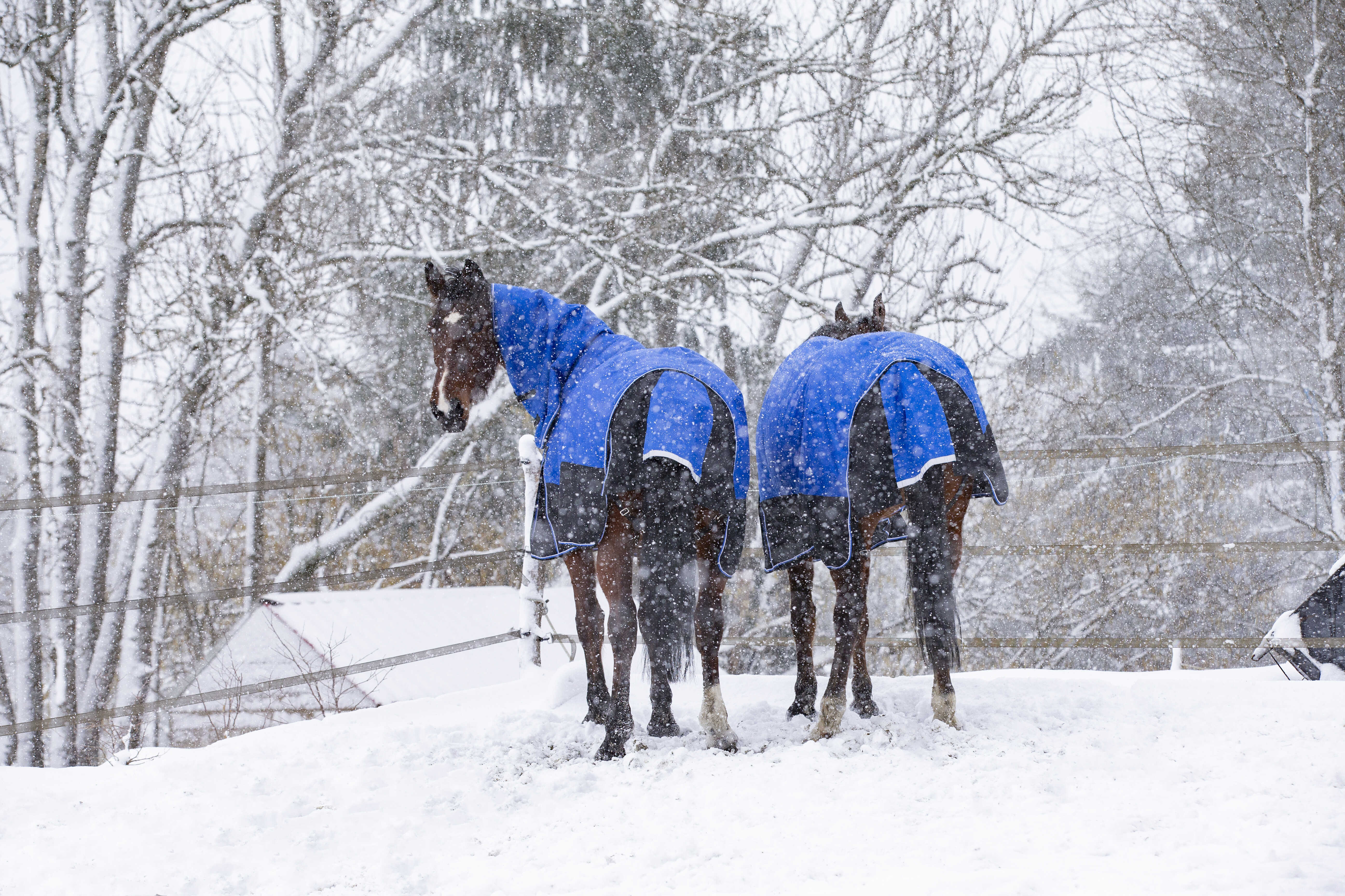 Equitheme Tyrex Aisance 1200 D High Neck Turnout Rug with Half Neck, 300 g Royal blue, 5'6 - 120 cm - 11