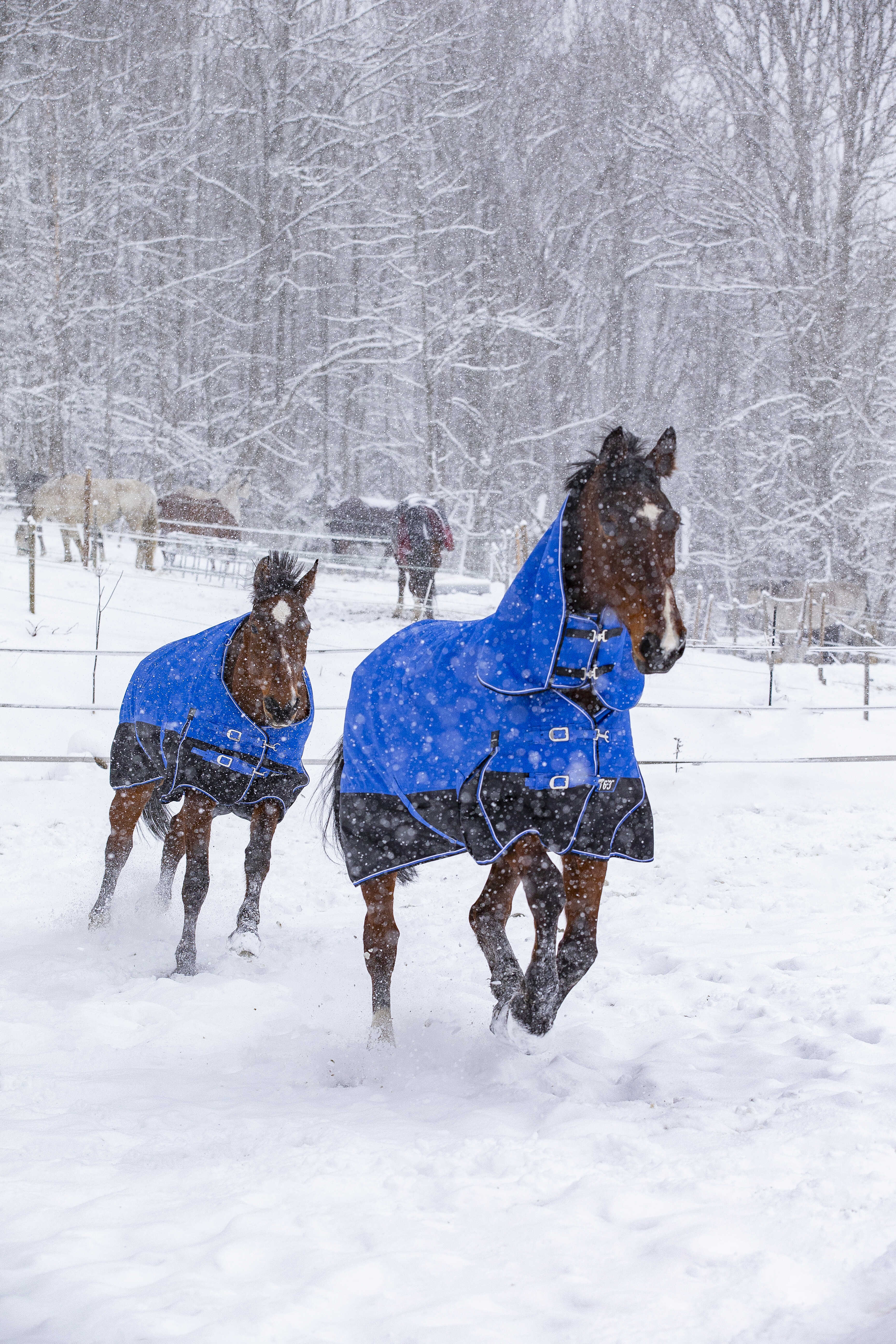 Equitheme Tyrex Aisance 1200 D High Neck Turnout Rug with Half Neck, 300 g Royal blue, 5'6 - 120 cm - 12