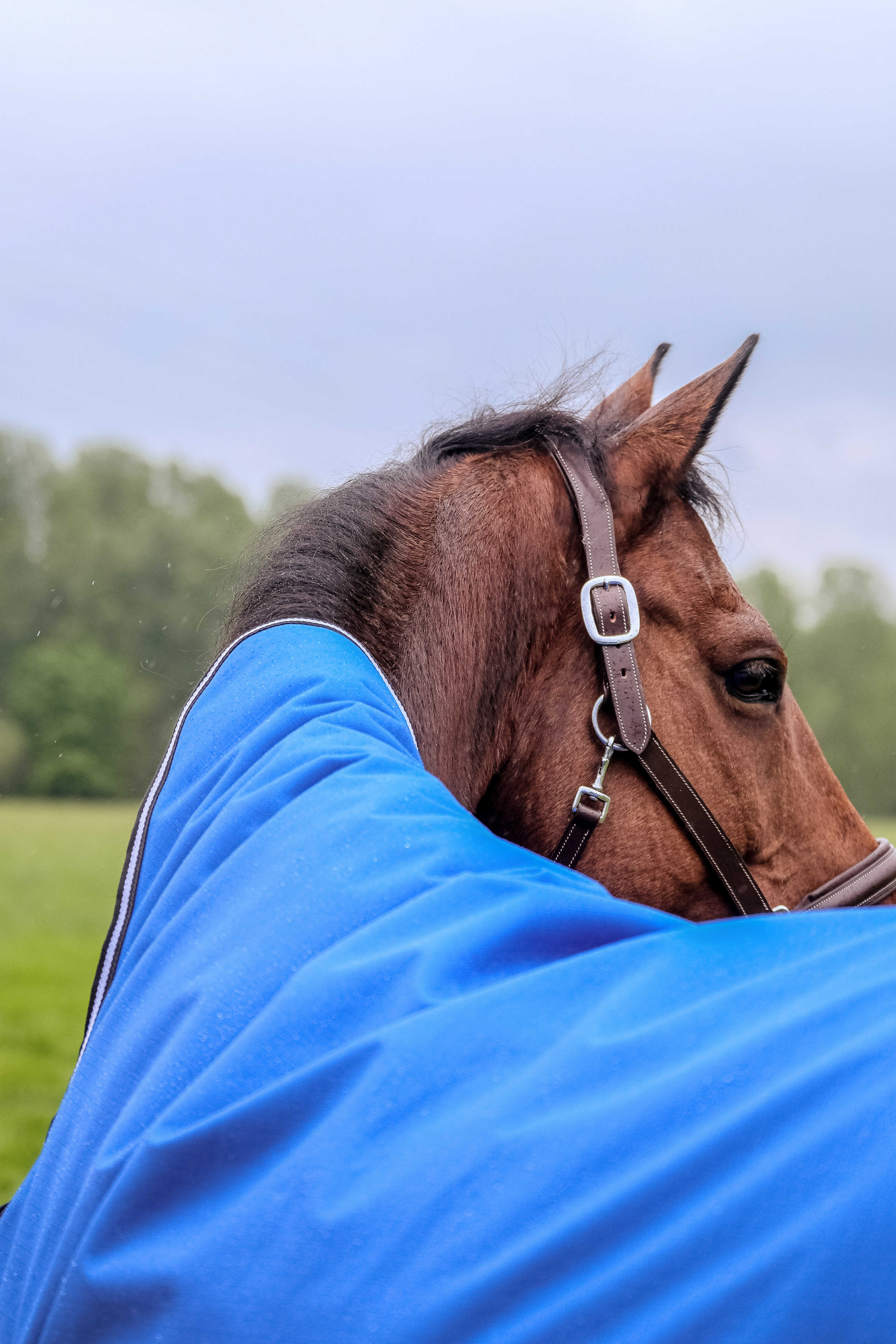 Equitheme Tyrex Aisance 1200 D High Neck Turnout Rug with Half Neck, 300 g Royal blue, 5'6 - 120 cm
