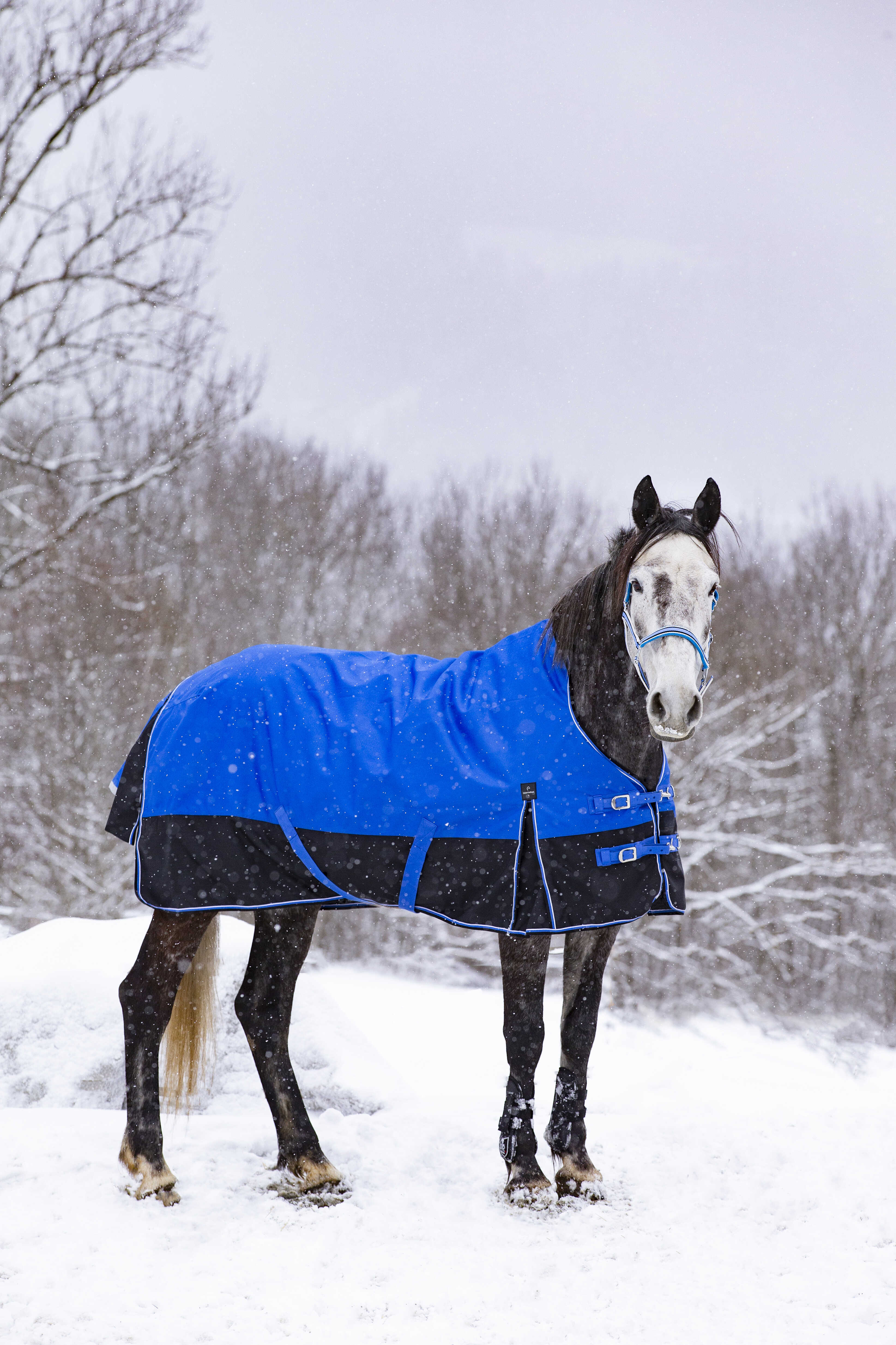 Equitheme Tyrex Aisance 1200 D High Neck Turnout Rug with Half Neck, 300 g Royal blue, 5'6 - 120 cm - 9