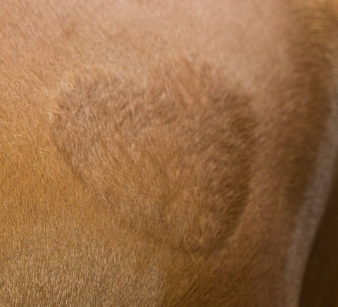Kerbl Shearing Template - Horse - 4