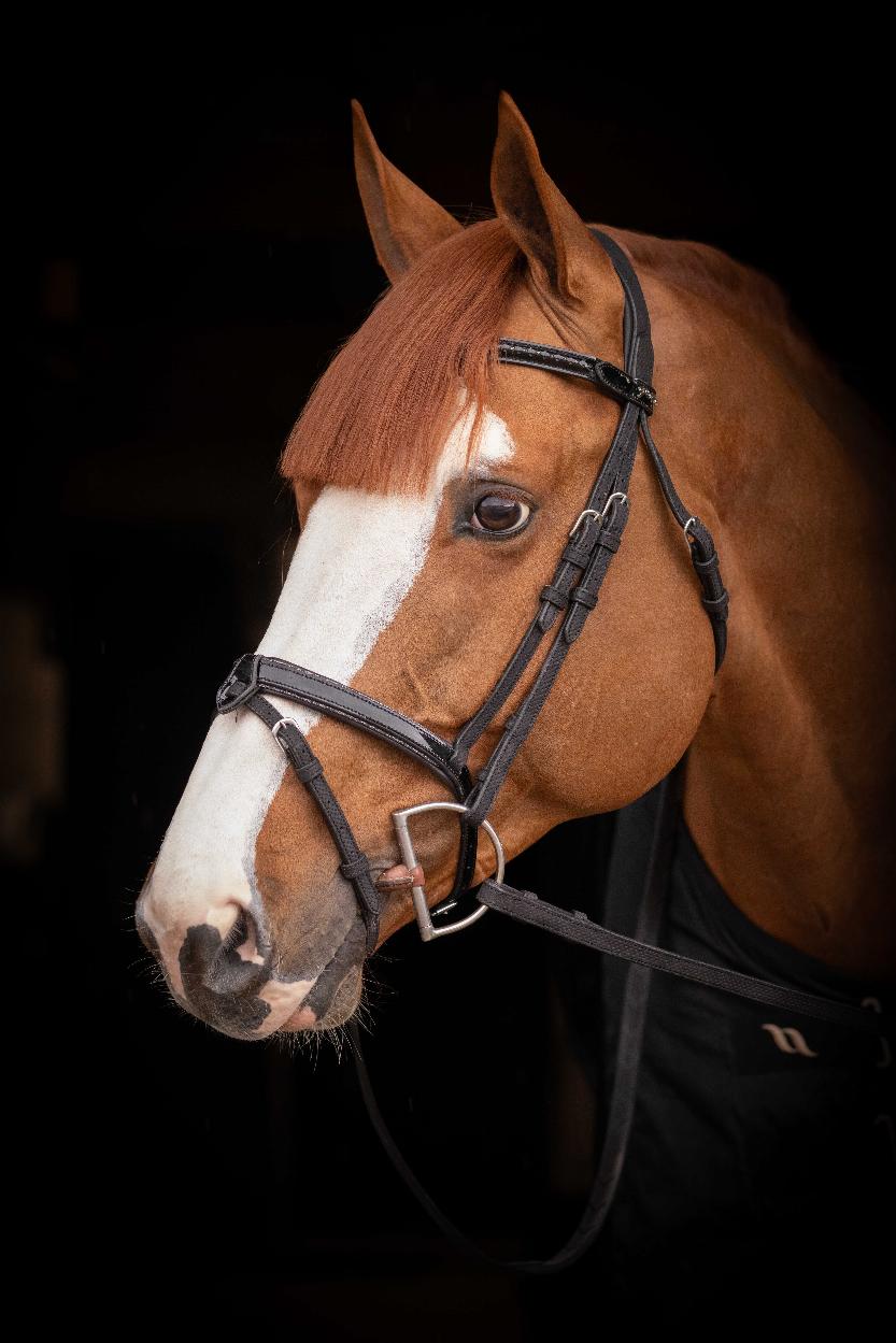 Penelope Oxford Performance Träns Svart (Cob)