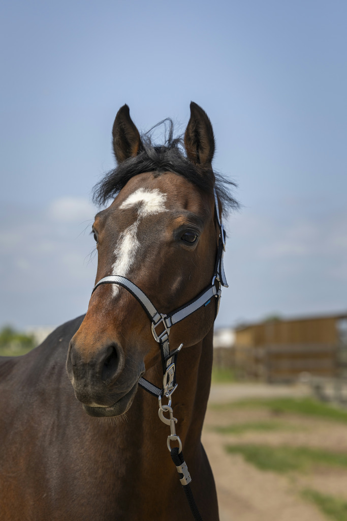 NORTON 'Nylon Soft' Grimma Svart (Cob)