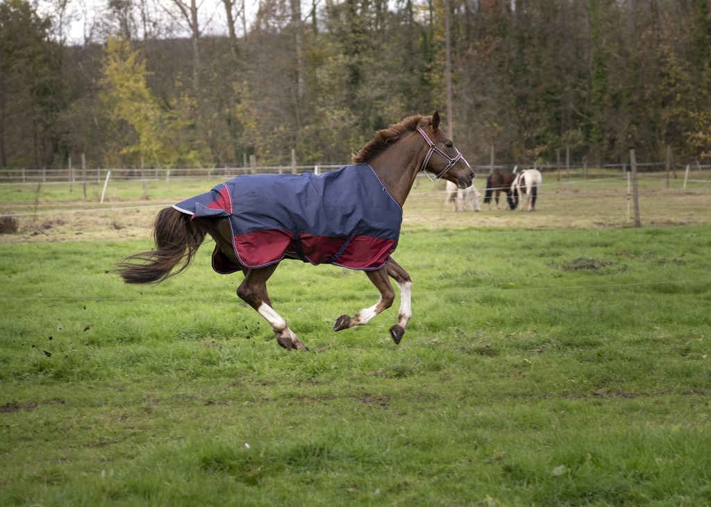 EQUITHEME TYREX 1200 D Turnout Hästutetäcke Navy/Burgundy 50 g - 3