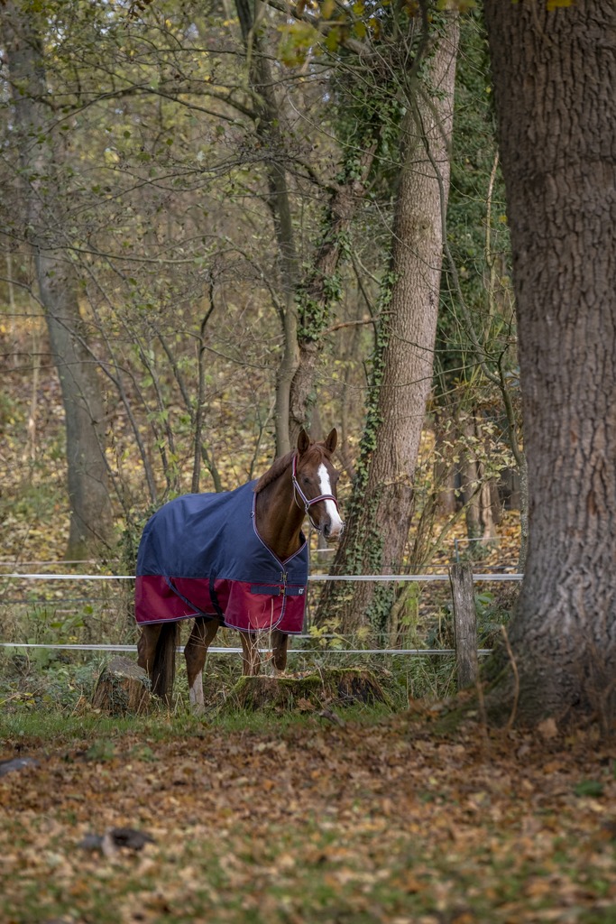 EQUITHEME TYREX 1200 D Turnout Hästutetäcke Navy/Burgundy 50 g - 4