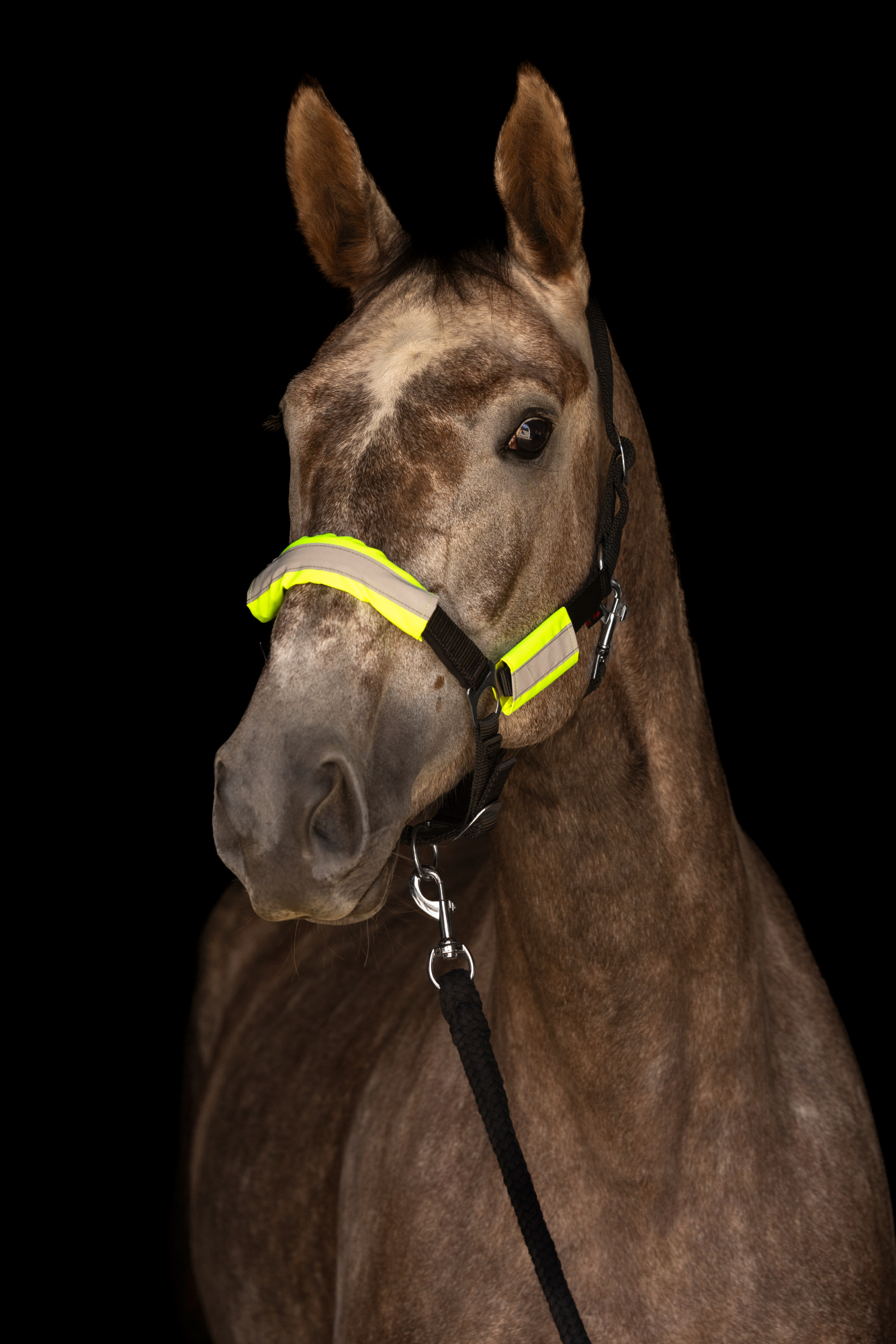 Covalliero Reflex Bridle and Halter Set - 2
