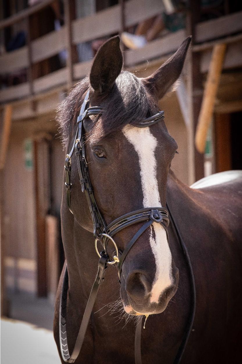 Penelope Smoothie Bridle Black - 6